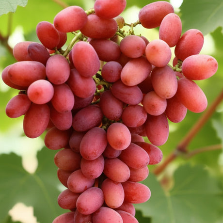 Crimson Seedless – ciorchine de struguri roșii fără sâmburi, boabe alungite și crocante, soi premium de viță de vie pentru grădină și plantații comerciale