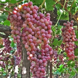 Vita de vie Flame Seedless cu ciorchini mari și suculenți, perfectă pentru grădină