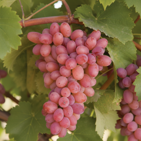 Vita de vie Flame Seedless cu struguri roșii-aprins, ideali pentru consum proaspăt