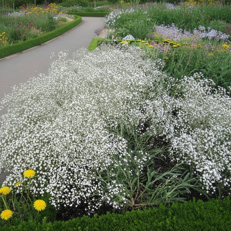 Floarea miresei (Gypsophila) este o plantă ornamentală delicată, cu flori albe bogate, ideală pentru grădină, borduri și buchete elegante.