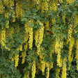 Descoperă Glicina Galbenă (Wisteria) – plantă cățărătoare rară, cu flori galbene spectaculoase. Ideală pentru pergole, garduri și grădini elegante.