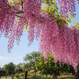 Glicina Roz (Wisteria floribunda) cu flori roz parfumate, ciorchini lungi, plantă cățărătoare ornamentală pentru grădină