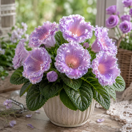Gloxinia Aurora Dream cu flori mari lavandă perlată și reflexii roz șampanie, plantă ornamentală de interior în ghiveci.