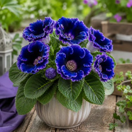 Gloxinia Blue Nebula cu flori mari albastru safir și margini violet catifelat, plantă ornamentală de interior în ghiveci.