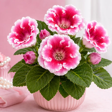 Gloxinia Cotton Candy cu flori duble roz-bomboană și alb perlat, plantă ornamentală de interior în ghiveci.