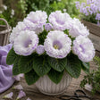Gloxinia Crystal Aurora cu flori mari albe și reflexii lavandă-roz, plantă ornamentală de interior în ghiveci.