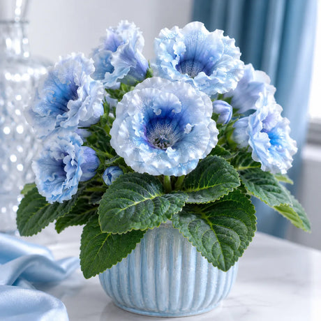 Gloxinia Frozen Sapphire cu flori mari albastre și reflexii argintii, plantă ornamentală de interior în ghiveci.