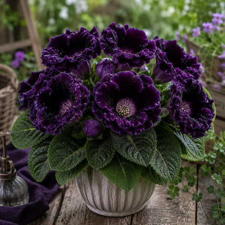 Gloxinia Midnight Velvet cu flori mari purpuriu închis catifelat, plantă ornamentală de interior în ghiveci.