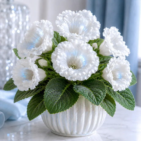 Gloxinia Moon Crystal cu flori mari albe și reflexii albăstrui, plantă ornamentală de interior în ghiveci.
