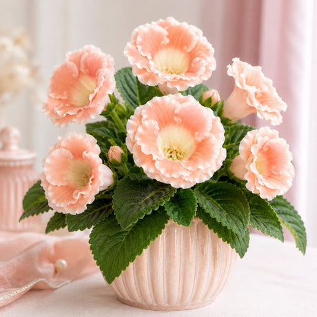 Gloxinia Peach Velvet cu flori mari în nuanțe de piersică și crem, plantă ornamentală de interior în ghiveci.