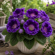 Gloxinia Purple Majesty cu flori mari violet regal și frunziș verde intens, plantă ornamentală de interior în ghiveci.