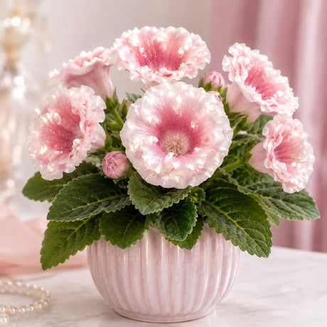 Gloxinia Rosé Champagne cu flori mari roz șampanie și reflexii perlate, plantă ornamentală de interior în ghiveci