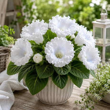 Gloxinia Snow Crystal cu flori mari albe catifelate, plantă ornamentală de interior în ghiveci.