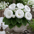 Gloxinia White Elegance cu flori mari albe și frunziș verde intens, plantă ornamentală de interior în ghiveci.