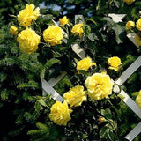 trandafir Stella Dorata galben floribunda