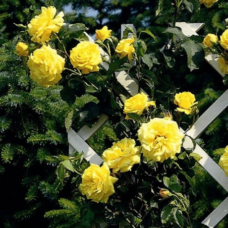 trandafir Stella Dorata galben floribunda