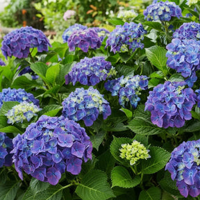 Hortensia Hydrangea Blue cu flori mari albastre și frunze verzi lucioase, arbust ornamental în grădină