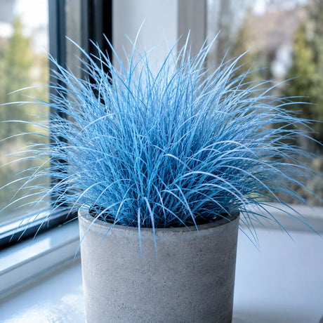 Iarbă Albastră Arctic Blue, iarbă ornamentală cu frunziș albastru-glacial și reflexii argintii, ideală pentru grădini moderne, rocării, borduri și amenajări peisagistice elegante.