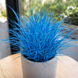 Iarbă Albastră Azure Dream, plantă ornamentală cu frunziș albastru intens și formă compactă, ideală pentru borduri, rocării, grădini moderne și decor pe tot parcursul sezonului.