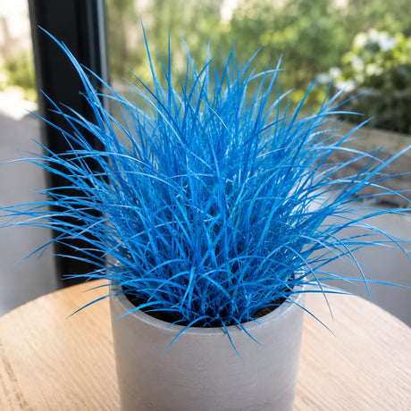 Iarbă Albastră Azure Dream, plantă ornamentală cu frunziș albastru intens și formă compactă, ideală pentru borduri, rocării, grădini moderne și decor pe tot parcursul sezonului.