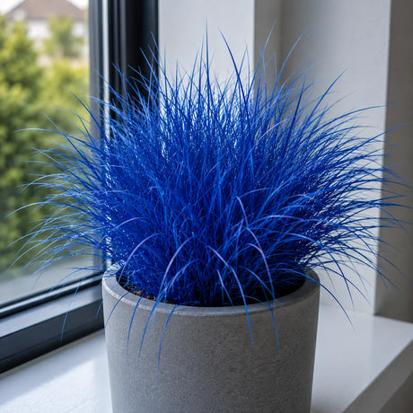Blue Sapphire, iarbă ornamentală perenă cu frunze fine în nuanțe intense de albastru safir și aspect compact, perfectă pentru grădini, jardiniere și decor exterior, rezistentă și ușor de întreținut.