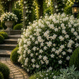 Iasomie Pearl Essence, plantă ornamentală cățărătoare cu flori albe perlate, parfum rafinat și creștere viguroasă, ideală pentru pergole, ziduri, balcoane și grădini pline de eleganță și farmec.