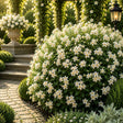 Iasomie Royal Fragrance, plantă ornamentală cățărătoare cu flori alb-crem luminoase, parfum puternic și creștere viguroasă, ideală pentru pergole, ziduri, garduri și grădini pline de eleganță și rafinament.