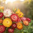 Semințe Imortele Melanj cu flori de paie colorate, perfecte pentru grădini însorite, aranjamente florale și decorațiuni naturale.