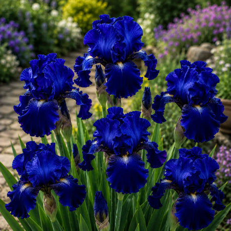Iris Germanica Blue Sapphire cu flori mari albastru safir, plantă perenă ornamentală pentru grădină.