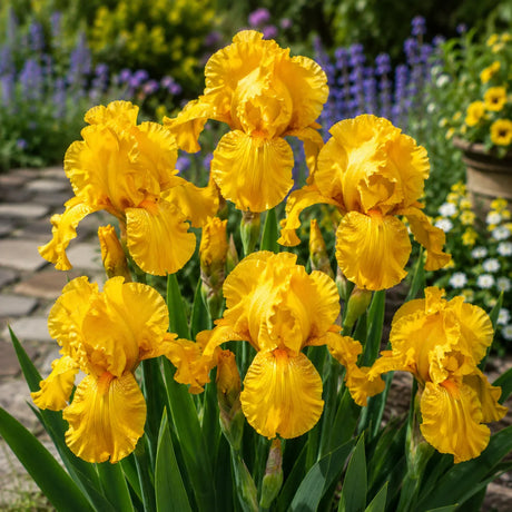 Iris Germanica Golden Crown cu flori mari galben-auriu, plantă perenă ornamentală pentru grădină.