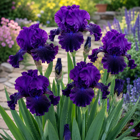 Iris Germanica Royal Velvet cu flori mari violet catifelat, plantă perenă ornamentală pentru grădină.