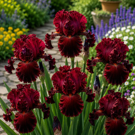 Iris Germanica Ruby Flame cu flori mari roșu-rubiniu și petale catifelate, plantă perenă ornamentală pentru grădină.