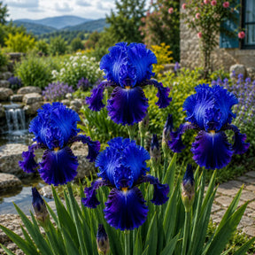 Iris Germanica Sapphire Flame cu flori mari albastru safir și accente violet, plantă perenă ornamentală pentru grădină.