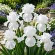 Iris Germanica Snow Majesty cu flori mari albe și petale elegante, plantă perenă ornamentală pentru grădină.