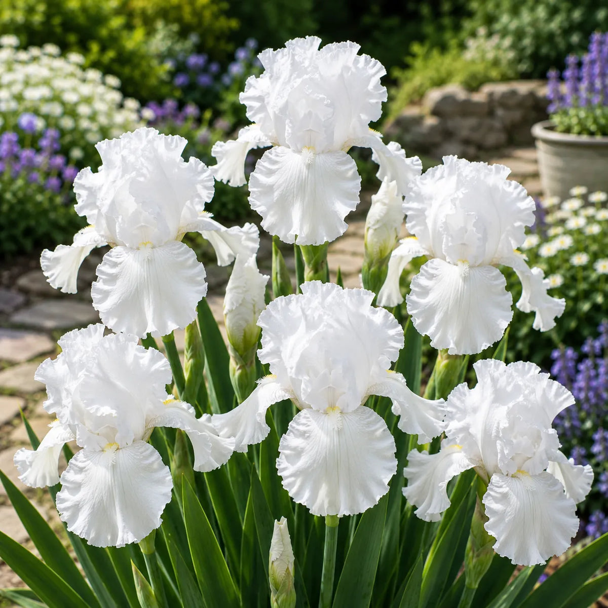 Iris Germanica Snow Majesty cu flori mari albe și petale elegante, plantă perenă ornamentală pentru grădină.