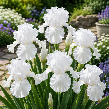 Iris Germanica Snow Majesty cu flori mari albe și petale elegante, plantă perenă ornamentală pentru grădină.