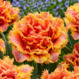 Lalele Brisbane din bulbi premium, flori elegante cu petale franjurate în nuanțe de galben-auriu și roșu-coral, perfecte pentru grădini, jardiniere și aranjamente florale spectaculoase de primăvară.