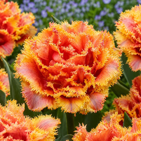 Lalele Brisbane din bulbi premium, flori elegante cu petale franjurate în nuanțe de galben-auriu și roșu-coral, perfecte pentru grădini, jardiniere și aranjamente florale spectaculoase de primăvară.