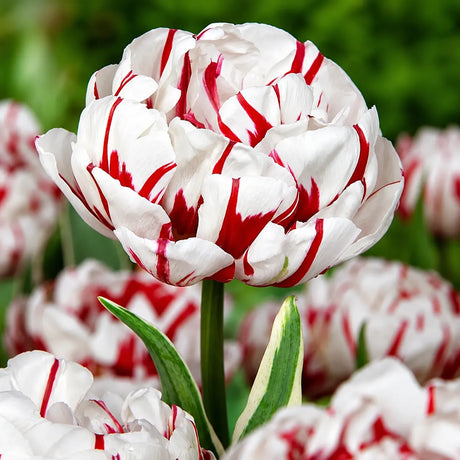 Lalele Carnaval de Nice din bulbi premium, flori bogate asemănătoare bujorilor, în nuanțe de alb și roșu intens, perfecte pentru grădini, jardiniere și aranjamente florale elegante de primăvară.
