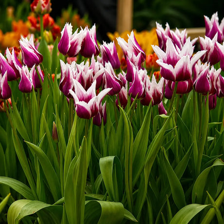 Lalele Claudia din bulbi premium, flori grațioase în nuanțe de violet-purpuriu cu contur alb delicat, perfecte pentru grădini, jardiniere și aranjamente florale elegante de primăvară.