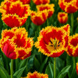 Lalele Davenport din bulbi premium, flori elegante în nuanțe de roșu intens cu margini aurii franjurate, perfecte pentru grădini, jardiniere și aranjamente florale spectaculoase de primăvară.