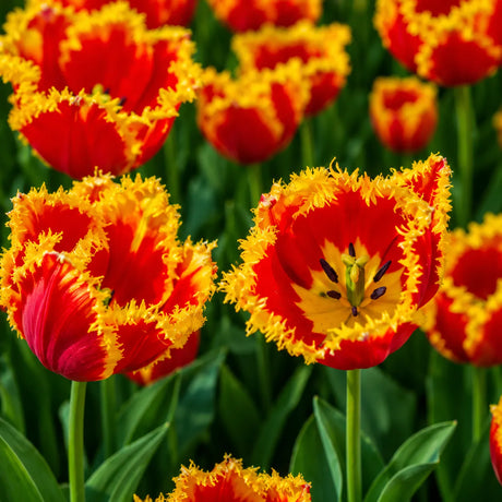 Lalele Davenport din bulbi premium, flori elegante în nuanțe de roșu intens cu margini aurii franjurate, perfecte pentru grădini, jardiniere și aranjamente florale spectaculoase de primăvară.