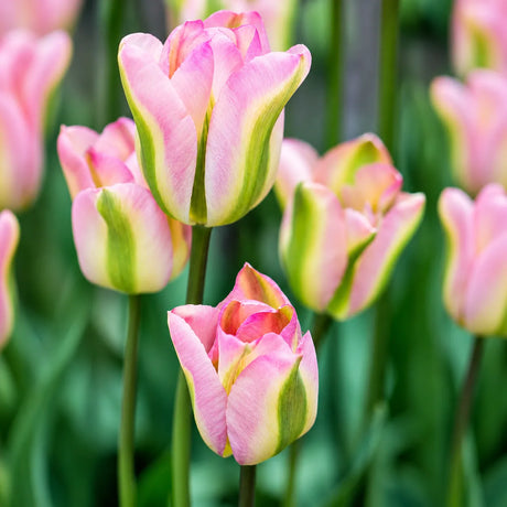 Lalele Groenland din bulbi premium, flori rafinate cu petale roz și accente verzi, perfecte pentru grădini, jardiniere și aranjamente florale elegante de primăvară.