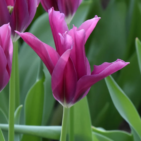 Bulbi de lalele „Purple Doll” – Culoare vibrantă și formă perfectă, perfecte pentru a înfrumuseța orice peisaj primăvăratic cu un aer rafinat.