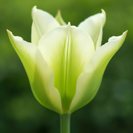 Lalele „Spring Green” – Petale delicate de alb-crem și verde pal, perfecte pentru a adăuga un accent elegant și rafinat grădinii tale de primăvară.