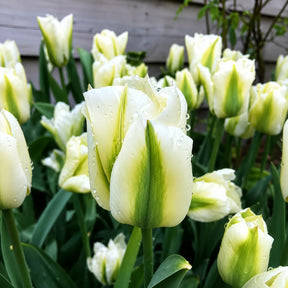 Lalele Spring Green din bulbi premium, flori rafinate în nuanțe de alb-crem cu accente verzi, perfecte pentru grădini, jardiniere și aranjamente florale elegante de primăvară.