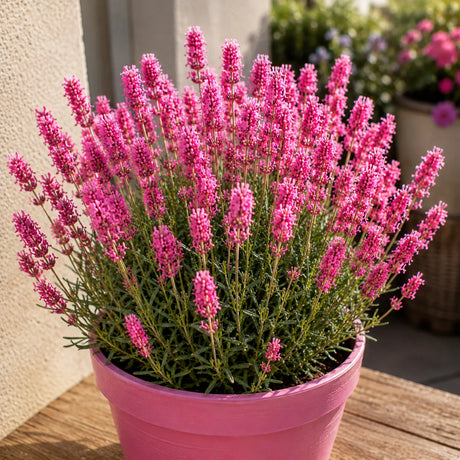 Lavandă Anouk, plantă perenă cu flori violet intens, bractee spectaculoase și înflorire îndelungată, perfectă pentru grădini, jardiniere, balcoane și terase însorite.