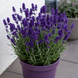 Lavandă Hidcote, soi cu flori violet închis și parfum intens, ideală pentru grădini, borduri, ronduri, ghivece decorative și amenajări peisagistice parfumate.
