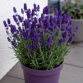 Lavandă Hidcote, soi cu flori violet închis și parfum intens, ideală pentru grădini, borduri, ronduri, ghivece decorative și amenajări peisagistice parfumate.
