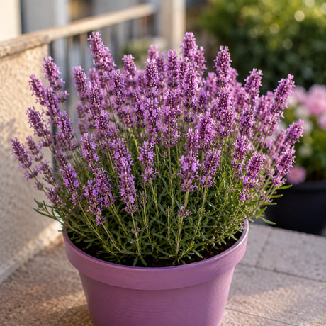 Lavandă Melissa Lilac, plantă perenă cu flori roz-liliachii și tufă compactă, perfectă pentru grădini, jardiniere, alei și decoruri florale, cu parfum plăcut și aspect rafinat.